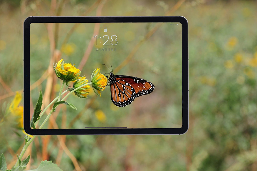 ���掿�摜�̈ꕔ��iPad�ǎ��ɐݒ肷��